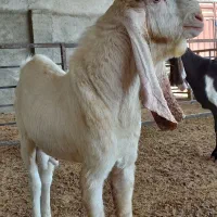 بز نر بز پاکستانی گلابی سانن میش بره قوچ|حیوانات مزرعه|تهران, مشیریه|دیوار