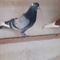 کفتر گمشده