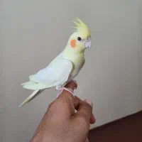 عروس هلندی نر|پرنده|پارسآباد, |دیوار