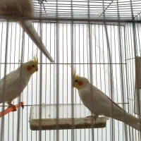 جفت لوتینو مولد