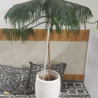 کاج مطبق