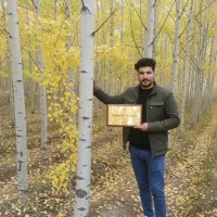 صنوبر شیراز (چوب‌صنوبر جنوبی) سازگار با گرمای فارس|خدمات باغبانی و درختکاری|خمین, |دیوار