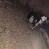 بز و بزغاله سرحال|حیوانات مزرعه|شاهرود, |دیوار