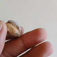 فسل مروارید