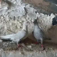 جفت الماسی طوق سفید