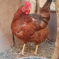 مرغ تخم گذار