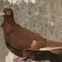 زرد و سرخ دورگ