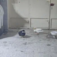 اردک جوان یک جفت ماده