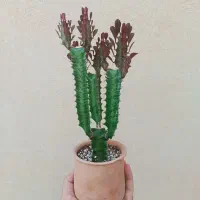 کاکتوس افوربیا سه تنه