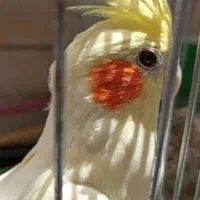 عروس هلندی لوتینو ماده با قفس