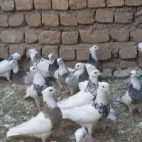 سی تا طوقی نر و ماده|پرنده|تهران, امام زاده حسن|دیوار