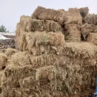 چمن خشک