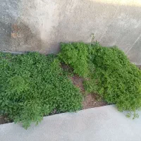 نشا|خدمات باغبانی و درختکاری|گوآور, |دیوار