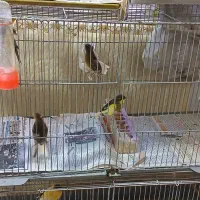 فروش قناری نر و ماده