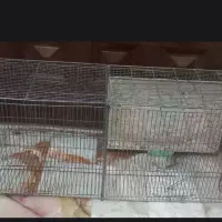 قفس جوجه پران