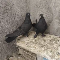 کبوتر پر