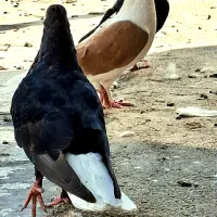سیزده تا کبوتر رنگی|پرنده|اهواز, عامری|دیوار