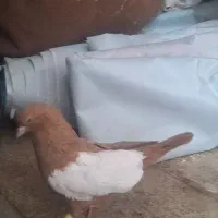 کفتر