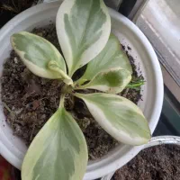 گل های زینتی