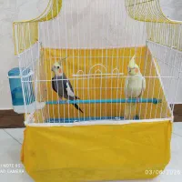 عروس هلندی با قفس