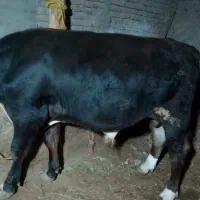 گاونر|حیوانات مزرعه|محمدیار, |دیوار