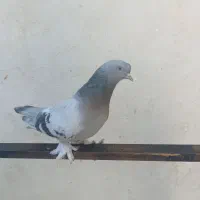 جفت سوسنی بازی کن|پرنده|ارژن, |دیوار