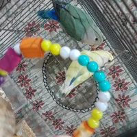 طوطی برزیلی