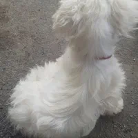 سگ پاپی پا کوتاه