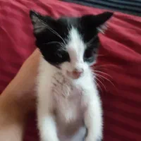 تعدادی بچه گربه خوشگل و ناز واگذاری رایگان|گربه|قم, لسانی|دیوار