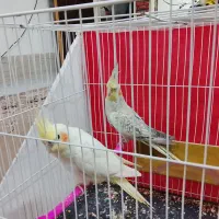 عروس هلندی|پرنده|شاندیز, |دیوار