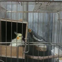 جفت عروسی هلندی مولد