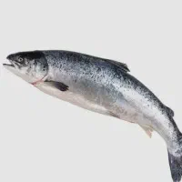 ماهی قزل الا زابل