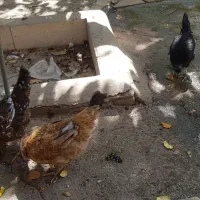 مرغ وخروس واردک