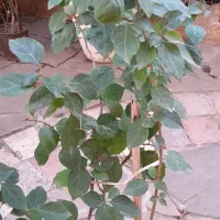 گلها وگیاهان فضای باز|گل و گیاه طبیعی|رویان, |دیوار