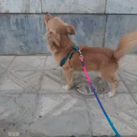 واگذاری سگ اشپیتز ماده دو ساله|سگ|آبیک, |دیوار