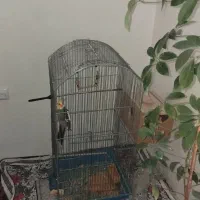 عروس هلندی باجفت جوجه دون خور|پرنده|چالدران, |دیوار