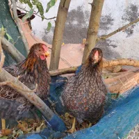 مرغ خروس ویاندوت بلورد واورنج وخروس لاکنزی|حیوانات مزرعه|مشهد, ویلاشهر|دیوار