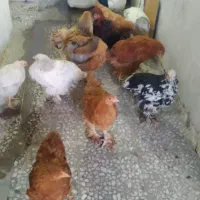 جوجه‌مرغ‌وخروس‌۲ماهه‌امپراتور