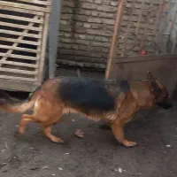 واگذازی سگ ژرمن شولاین ماده جفت خورده