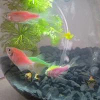 ماهی اکواریوم