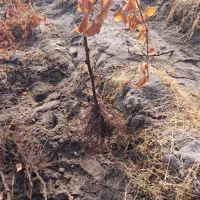 فروش نهال انگور|عمده‌فروشی|میاندوآب, |دیوار