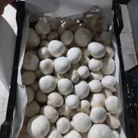 قارچ سوپر تمیز|عمدهفروشی|کرمانشاه, |دیوار