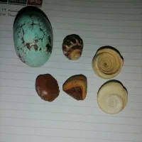 سنگ فیروزه، جلوه دار و اعیانی
