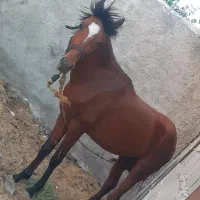 گمشده نره اسب