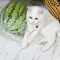 گربه