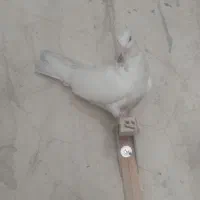 کفتر یا کبوتر|پرنده|شیراز, باغ تخت|دیوار