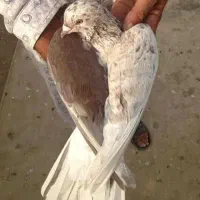 جوجه طوقی سرکه ای کاکولی هوالی سیلو گمشده