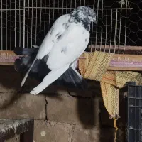 کبوتر گمشده