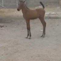 کره نریون|اسب و تجهیزات اسبسواری|زرقان, |دیوار