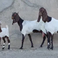 شاه بز زایده